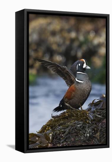 Harlequin Ducks-Ken Archer-Framed Premier Image Canvas