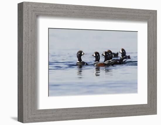 Harlequin Ducks-Ken Archer-Framed Photographic Print