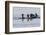 Harlequin Ducks-Ken Archer-Framed Photographic Print