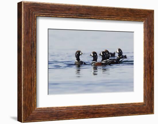 Harlequin Ducks-Ken Archer-Framed Photographic Print