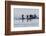 Harlequin Ducks-Ken Archer-Framed Photographic Print