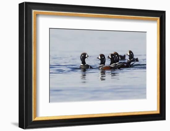 Harlequin Ducks-Ken Archer-Framed Photographic Print