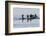 Harlequin Ducks-Ken Archer-Framed Photographic Print