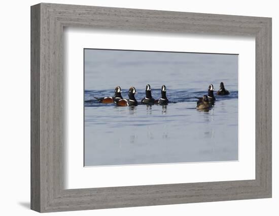 Harlequin Ducks-Ken Archer-Framed Photographic Print