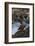 Harlequin Ducks-Ken Archer-Framed Photographic Print