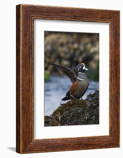 Harlequin Ducks-Ken Archer-Framed Photographic Print