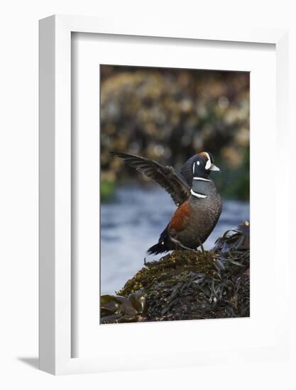 Harlequin Ducks-Ken Archer-Framed Photographic Print
