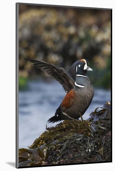 Harlequin Ducks-Ken Archer-Mounted Photographic Print