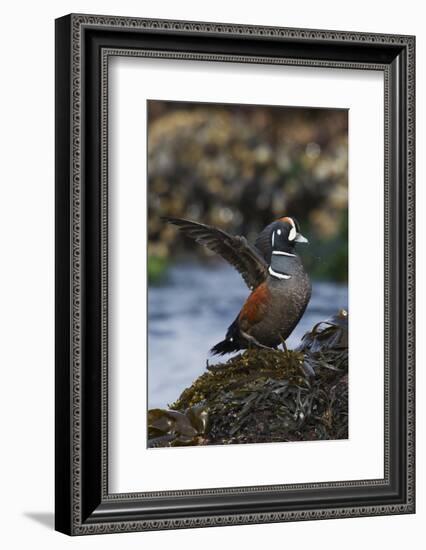 Harlequin Ducks-Ken Archer-Framed Photographic Print