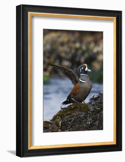 Harlequin Ducks-Ken Archer-Framed Photographic Print