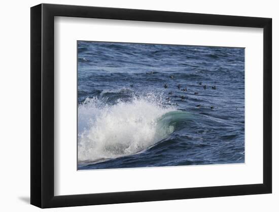 Harlequin Ducks-Lynn M^ Stone-Framed Photographic Print