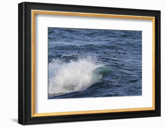 Harlequin Ducks-Lynn M^ Stone-Framed Photographic Print