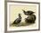 Harlequin Ducks-John James Audubon-Framed Giclee Print