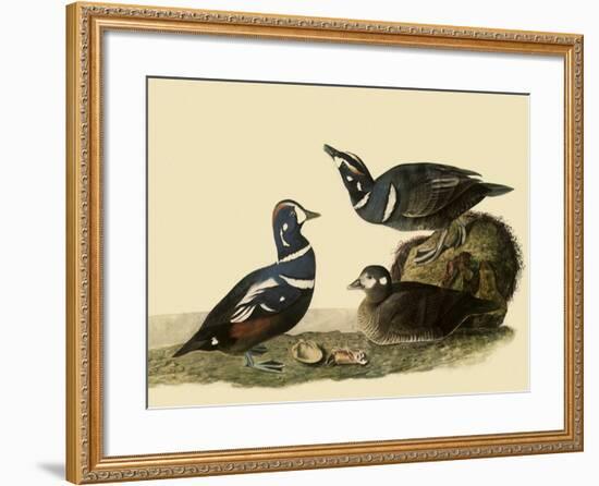 Harlequin Ducks-John James Audubon-Framed Giclee Print