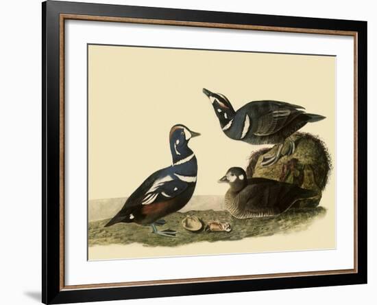 Harlequin Ducks-John James Audubon-Framed Giclee Print