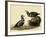 Harlequin Ducks-John James Audubon-Framed Giclee Print