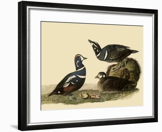 Harlequin Ducks-John James Audubon-Framed Giclee Print