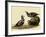 Harlequin Ducks-John James Audubon-Framed Giclee Print