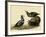 Harlequin Ducks-John James Audubon-Framed Giclee Print