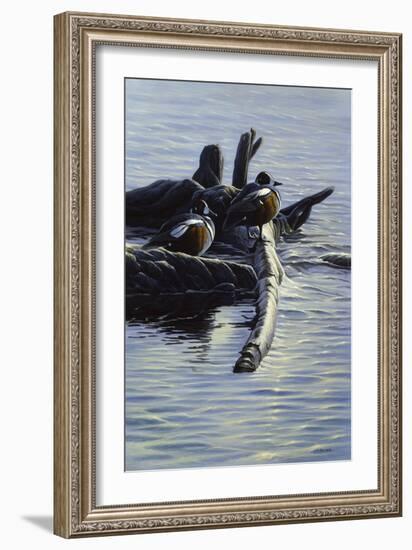 Harlequin Ducks-Michael Budden-Framed Giclee Print