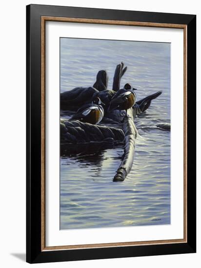 Harlequin Ducks-Michael Budden-Framed Giclee Print