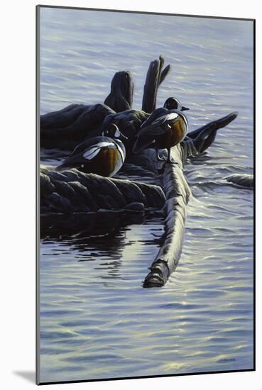 Harlequin Ducks-Michael Budden-Mounted Giclee Print