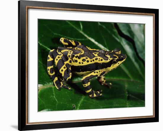 Harlequin Frog, Amazonia, Ecuador-Pete Oxford-Framed Photographic Print