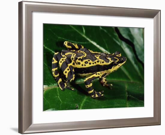 Harlequin Frog, Amazonia, Ecuador-Pete Oxford-Framed Photographic Print