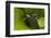 Harlequin Frog, Ecuador-Pete Oxford-Framed Photographic Print