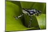 Harlequin Frog, Ecuador-Pete Oxford-Mounted Photographic Print