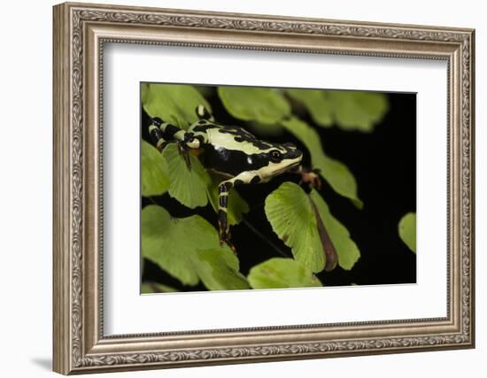 Harlequin Frog, Ecuador-Pete Oxford-Framed Photographic Print