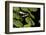 Harlequin Frog, Ecuador-Pete Oxford-Framed Photographic Print