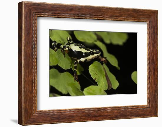 Harlequin Frog, Ecuador-Pete Oxford-Framed Photographic Print