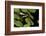 Harlequin Frog, Ecuador-Pete Oxford-Framed Photographic Print