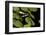 Harlequin Frog, Ecuador-Pete Oxford-Framed Photographic Print