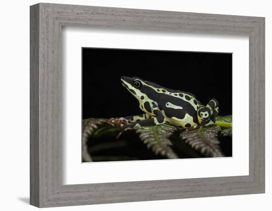 Harlequin Frog, Ecuador-Pete Oxford-Framed Photographic Print