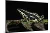 Harlequin Frog, Ecuador-Pete Oxford-Mounted Photographic Print