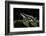 Harlequin Frog, Ecuador-Pete Oxford-Framed Photographic Print