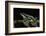 Harlequin Frog, Ecuador-Pete Oxford-Framed Photographic Print