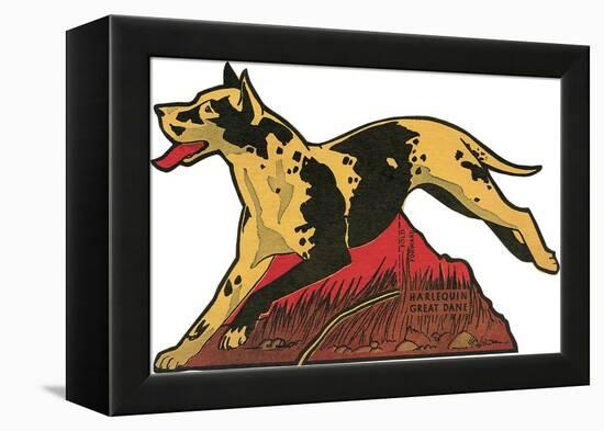 Harlequin Great Dane-null-Framed Stretched Canvas