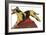 Harlequin Great Dane-null-Framed Art Print