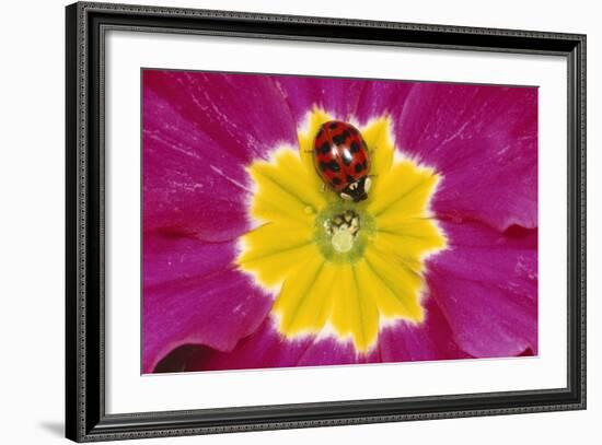 Harlequin Ladybird on Flower-null-Framed Photographic Print