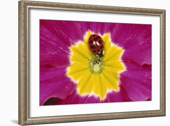 Harlequin Ladybird on Flower-null-Framed Photographic Print