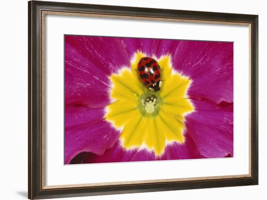 Harlequin Ladybird on Flower-null-Framed Photographic Print