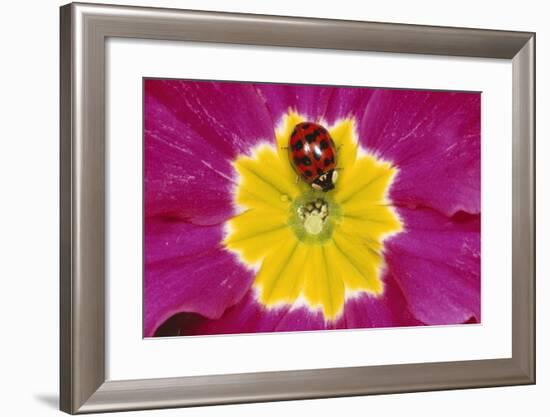 Harlequin Ladybird on Flower-null-Framed Photographic Print