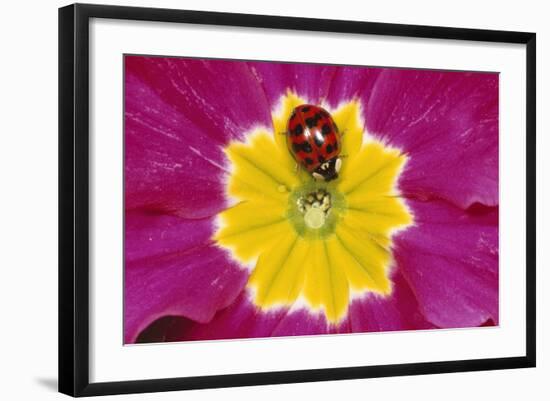 Harlequin Ladybird on Flower-null-Framed Photographic Print