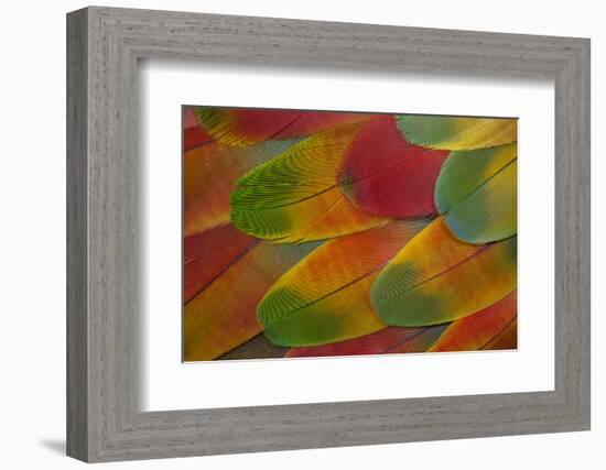 Harlequin Macaw Wing Feather Design-Darrell Gulin-Framed Photographic Print
