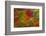 Harlequin Macaw Wing Feather Design-Darrell Gulin-Framed Photographic Print