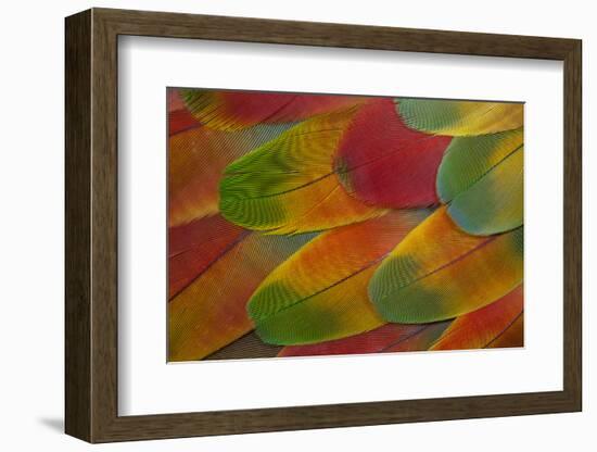 Harlequin Macaw Wing Feather Design-Darrell Gulin-Framed Photographic Print