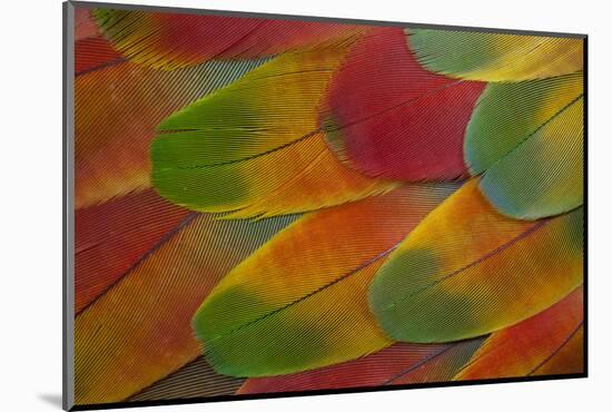 Harlequin Macaw Wing Feather Design-Darrell Gulin-Mounted Photographic Print